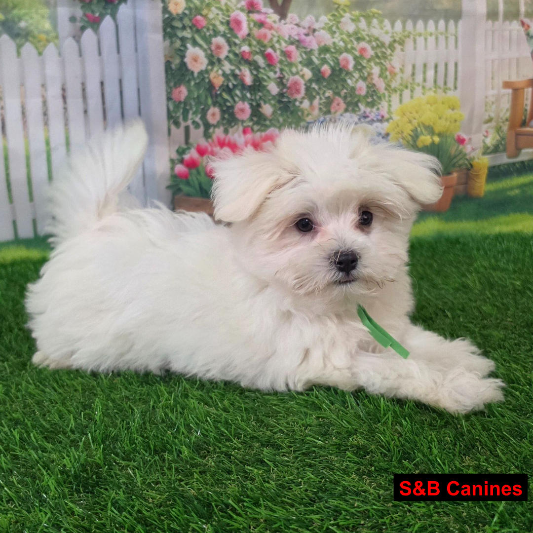 Puppy Image